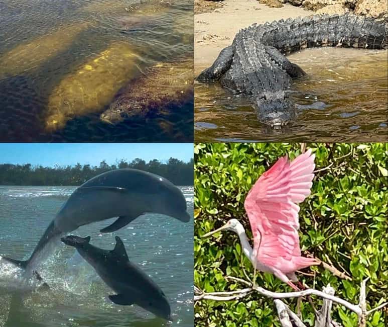 Naples, FL: Manatee, Dolphin, 10,000 Islands Beach Eco Tour - Navigating the Everglades and 10,000 Islands waterways