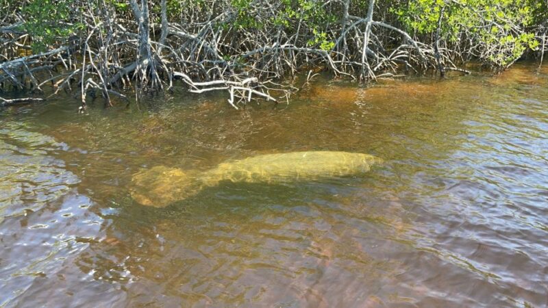 Naples, FL: Manatee Sightseeing and Wildlife Boat Tour - Pricing and Booking Flexibility