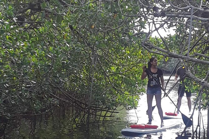 Naples Fl, Paddleboard Mangrove Forest Tour - Explore Naples’ Waterways on a 2-Hour Paddleboard Tour for $60