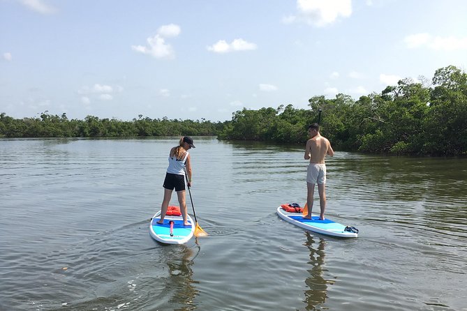 Naples Fl, Paddleboard Mangrove Forest Tour - Discover the Unique Waterways of Naples