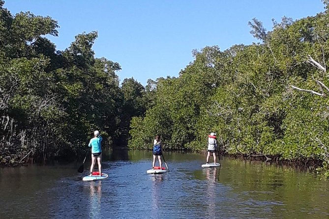 Naples Fl, Paddleboard Mangrove Forest Tour - Wildlife Sightings and Ecosystem Insights