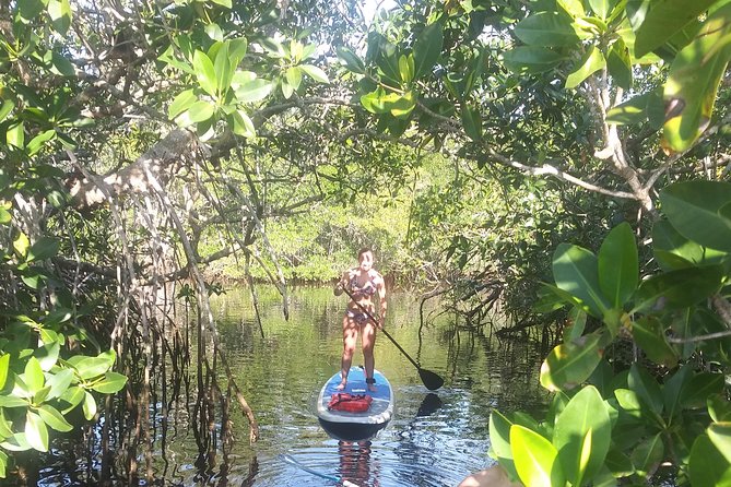 Naples Fl, Paddleboard Mangrove Forest Tour - Suitability for All Levels of Paddleboarding Experience
