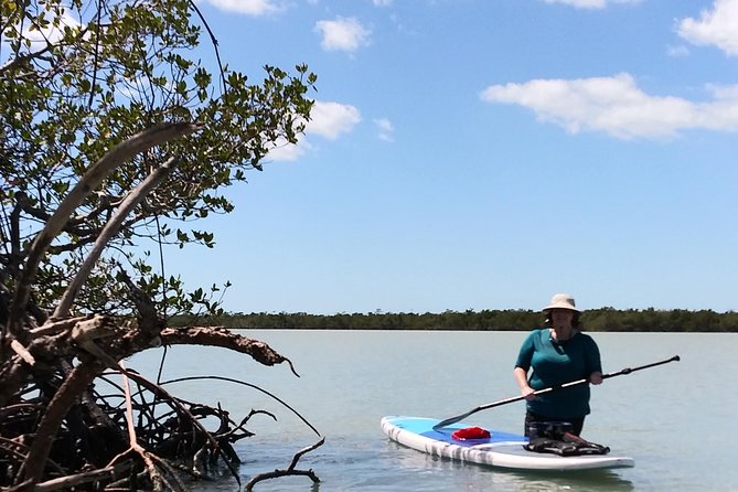 Naples Fl, Paddleboard Mangrove Forest Tour - Practical Tips for a Successful Tour