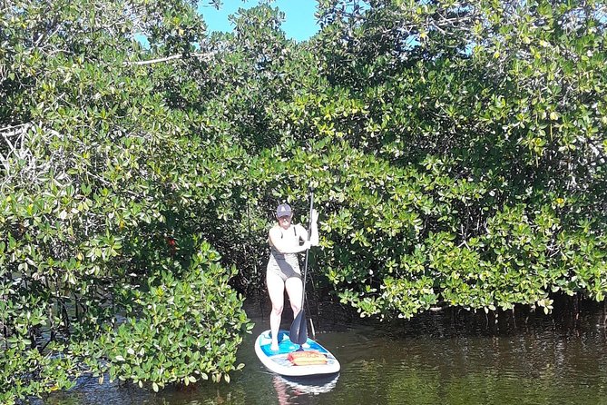 Naples Fl, Paddleboard Mangrove Forest Tour - Limitations and Considerations
