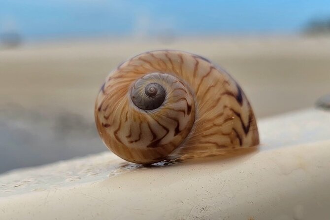 Naples Keewaydin Shelling Dolphin and Beach Tours - Scenic Cruise from Naples Bay to Keewaydin Island