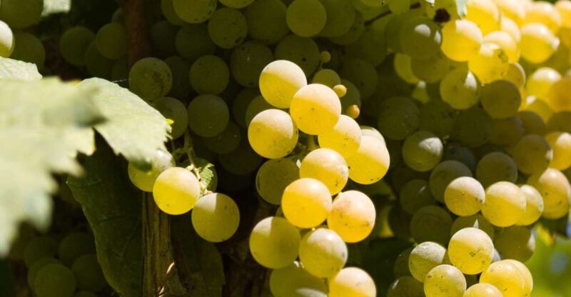 Naples: Mount Vesuvius Vineyard Tour w/ Lunch & Wine Tasting - Savoring a Homemade Italian Lunch