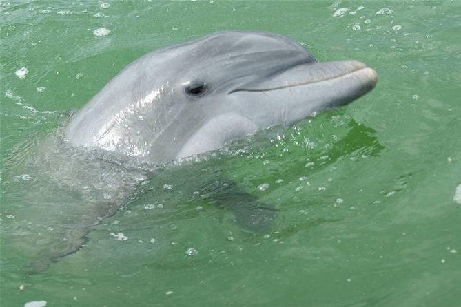 Naples Sightseeing Boat Tour - Naples Sightseeing Boat Tour: An Overview of Marine Life and Mansion Views