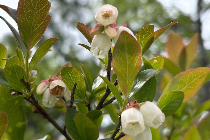 Narrated Bus Tour of Bar Harbor and Acadia National Park - The Expertise of Your Guide