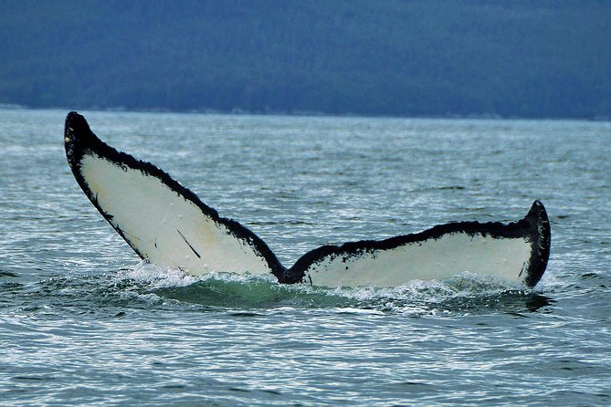 Narrated Whale Watching Cruise with Glacier View Stop - Key Points