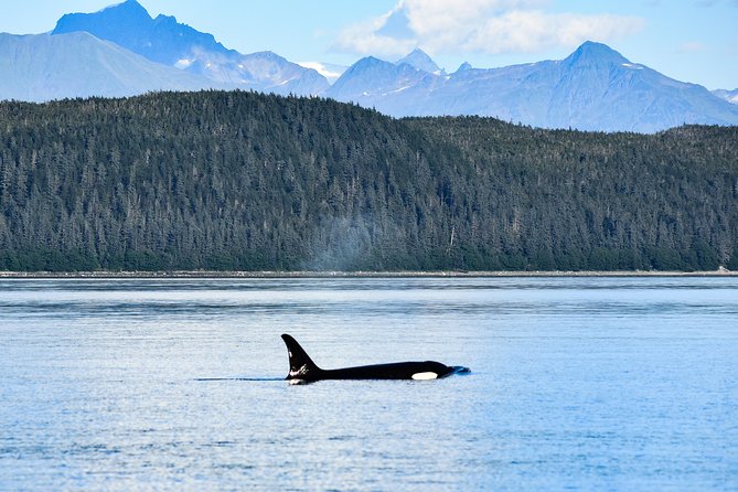 Narrated Whale Watching Cruise with Glacier View Stop - Expert Guides and Live Narration