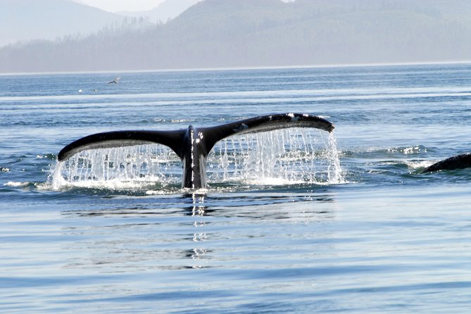 Narrated Whale Watching Cruise with Glacier View Stop - Abundant Wildlife and Guaranteed Sightings