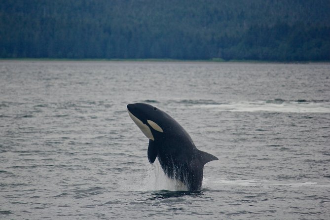 Narrated Whale Watching Cruise with Glacier View Stop - Flexible and Refundable Booking Policy