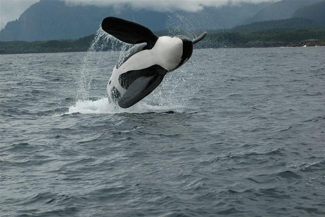 Narrated Whale Watching Cruise with Glacier View Stop - Who Will Appreciate This Tour Most?