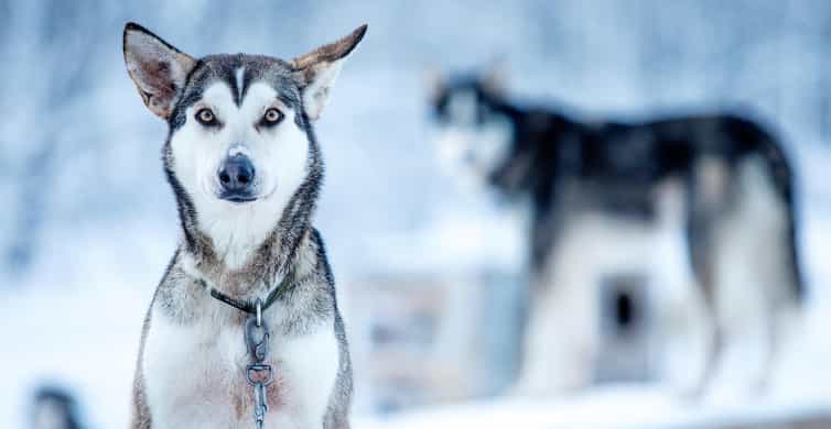 Narvik: Dog-sledding with Northern Lights Ceremony - Key Points