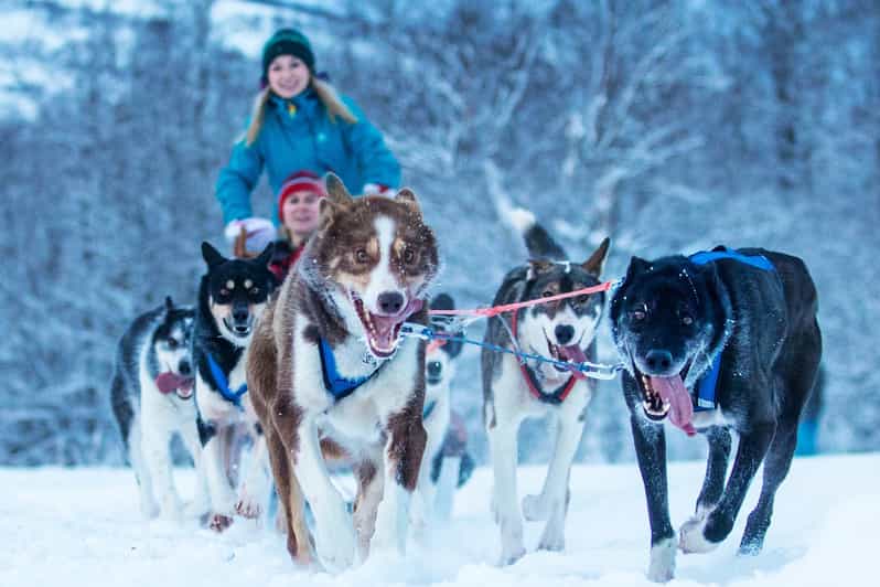 Narvik: Dog-sledding with Northern Lights Ceremony - Experience Duration and Pacing