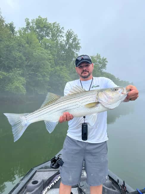 Nashville: Hybrid and Striped Bass Fishing Trip - Nashville: Hybrid and Striped Bass Fishing Trip — A Deep Dive into Tennessee’s Waters