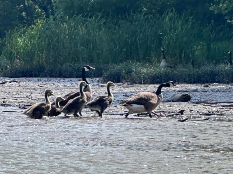 Nashville: Old Hickory Lake Clear Kayak Wildlife Tour - Essential Items to Bring for Comfort and Safety