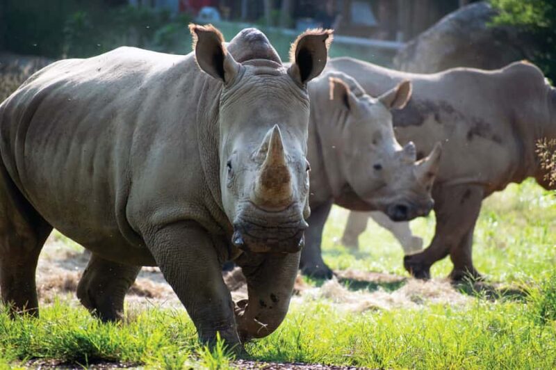 Nashville Zoo: Any-Day Admission Ticket - Up-Close Encounters with Animals