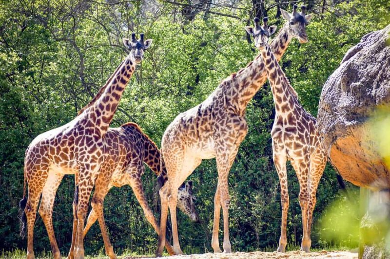 Nashville Zoo: Any-Day Admission Ticket - Attractions That Cost Extra