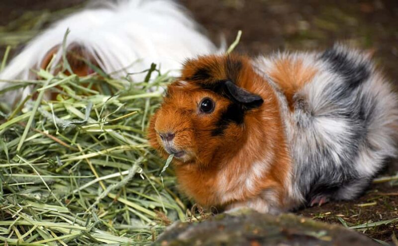 Nashville Zoo: Any-Day Admission Ticket - Daily Shows, Keeper Talks, and Educational Displays