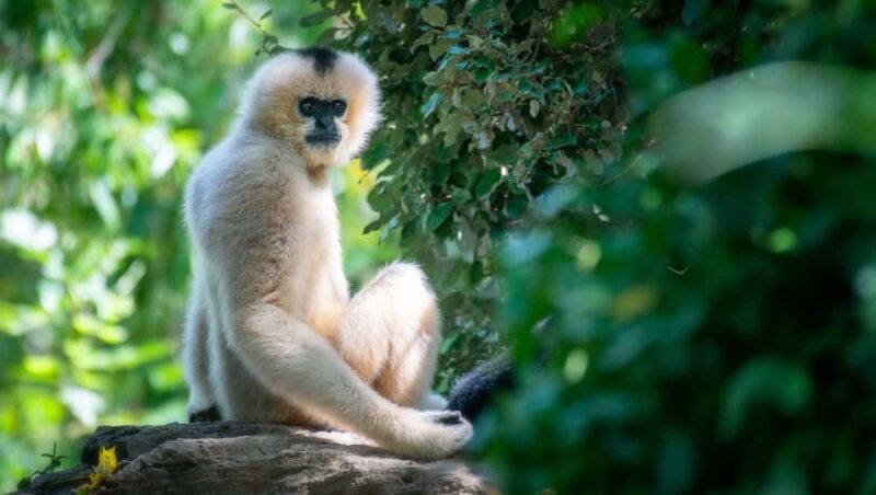 Nashville Zoo: Any-Day Admission Ticket - Practical Information and Accessibility