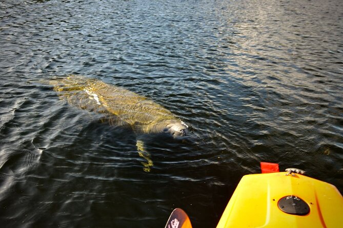 National Park Pedal Kayak Tours in New Smyrna Beach - Starting Point and Timing at Canaveral National Seashore