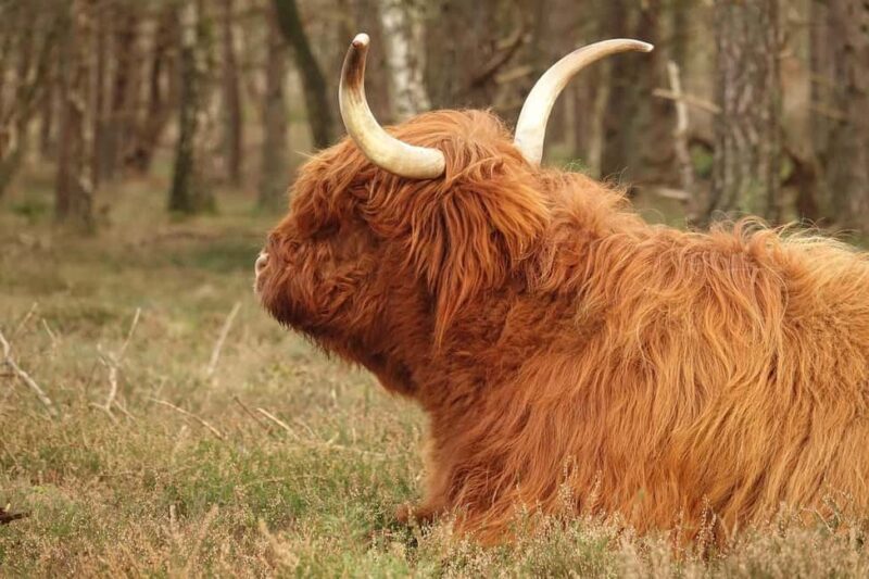 National Park Veluwe Guided Walk with Coffee and Cake - Key Points