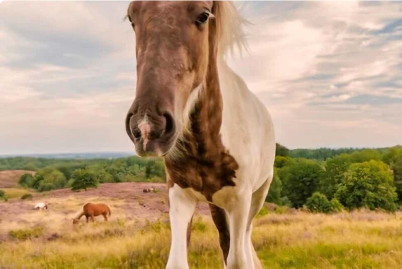 National Park Veluwe Guided Walk with Coffee and Cake - Breathtaking Views of the Purple Hills and Landscape