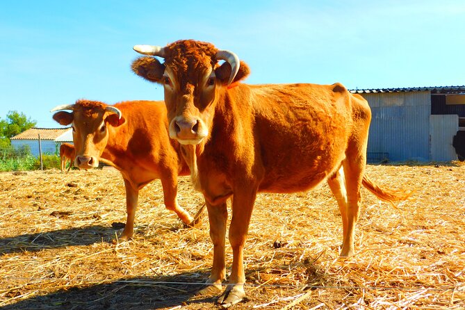 NATURA TOUR - Countryside of Lagos - ECO TUK and LOCAL guide - Insightful Explanation of Algarvian Flora and Fauna