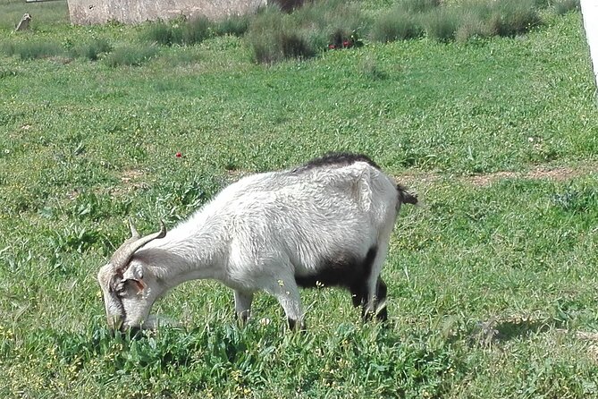 NATURA TOUR - Countryside of Lagos - ECO TUK and LOCAL guide - Visiting the Fish Market and Windmill in Odiáxere