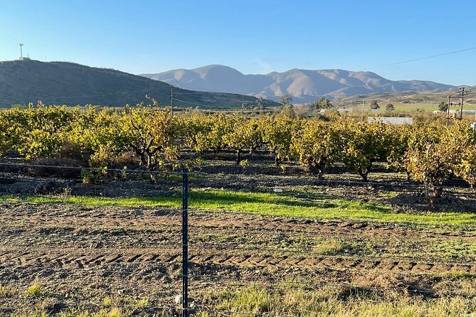 Natural Hot Springs Horseback Riding and Carne Asada Experience - Authentic Carne Asada Meal at the Ranch