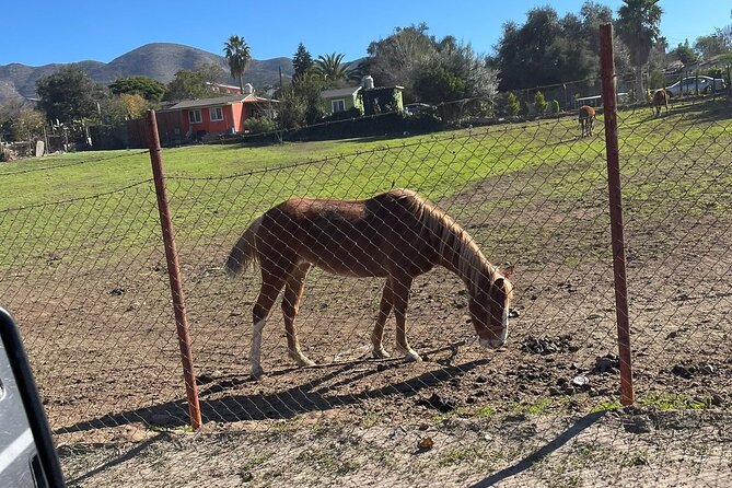 Natural Hot Springs Horseback Riding and Carne Asada Experience - Return Transportation to Ensenada