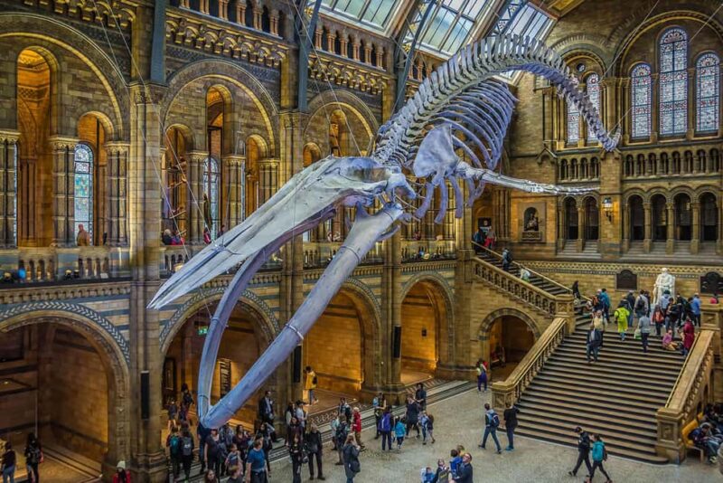 Natural Museum Adventure: Gems, Volcanoes, Dinosaurs - Key Points
