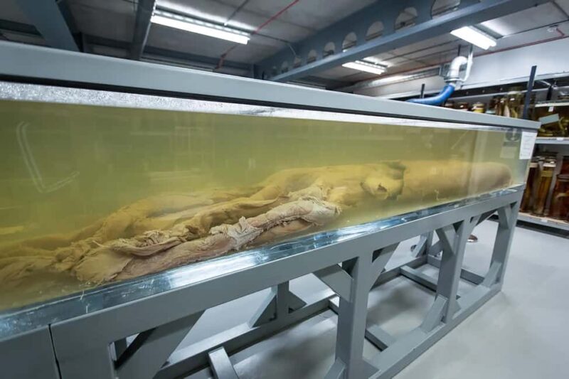 Natural Museum Adventure: Gems, Volcanoes, Dinosaurs - The Evolution Gallery: Understanding Life’s Journey