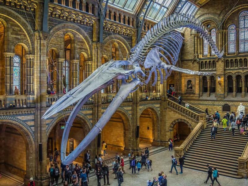 Natural Museum: Butterflies, Gems, Dinosaurs Explored - Discover the Natural Museums Highlights in Nantes
