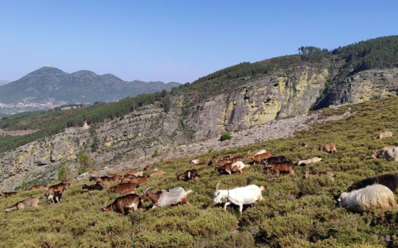 NATURAL PARK OF ALVÃO - FISGAS ERMELO WATERFALLS - What Sets This Tour Apart from Other Waterfall Visits