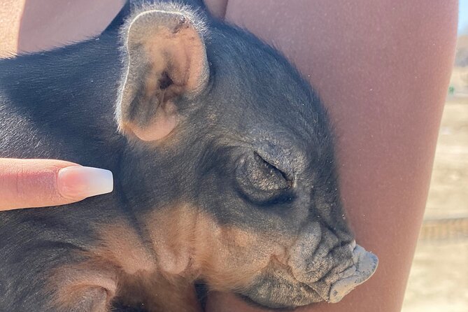 Nature Health Farms Alpaca Farm Petting Zoo Pahrump Death Valley - Frequently Asked Questions