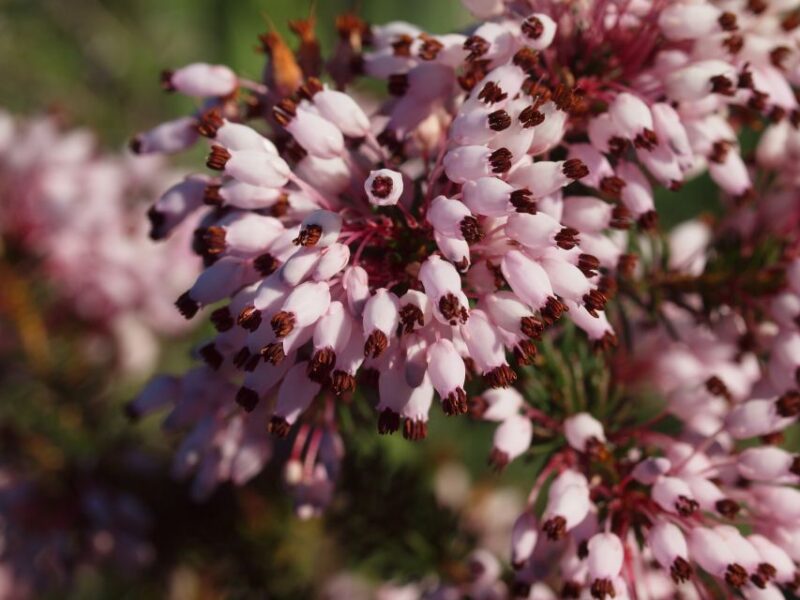 Nature Highlights Private Walking Tour with Transport - Key Points