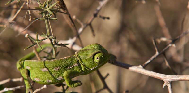 Nature Highlights Private Walking Tour with Transport - Flexibility and Booking Details