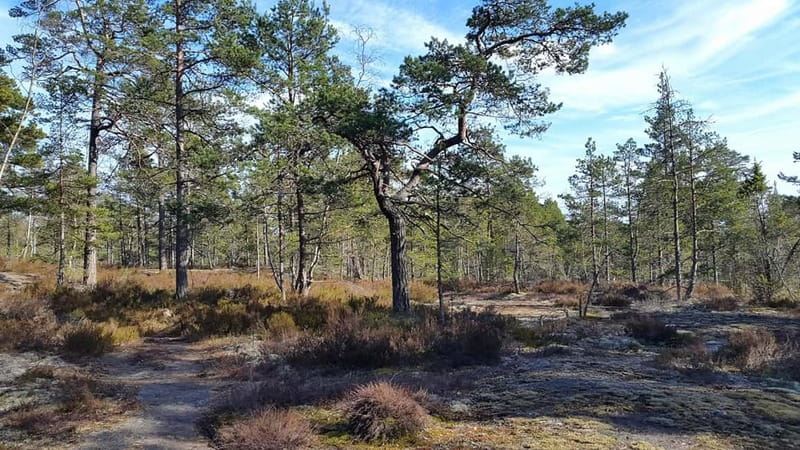 Nature Hike from Stockholm - The Experience of the Guides and Group Size