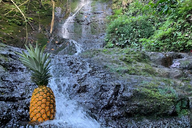 Nature Hike to Waterfall - The Waterfall Hike: An Up-Close Encounter with Nature