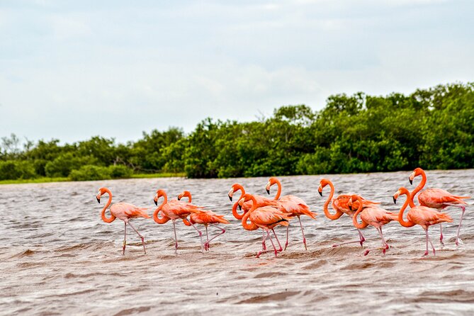 Nature tour by boat in the Natural Reserve in Río Lagartos - Delight in a Nature Boat Tour in Río Lagartos’s Biosphere Reserve