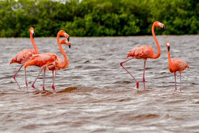 Nature tour by boat in the Natural Reserve in Río Lagartos - Key Points