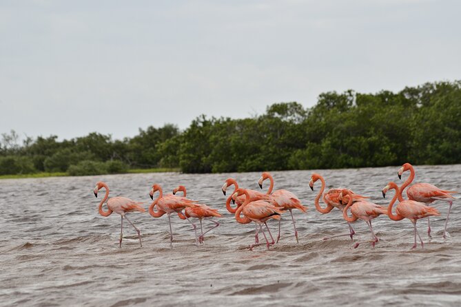 Nature tour by boat in the Natural Reserve in Río Lagartos - Visiting the Flamingo Feeding Area in Río Lagartos