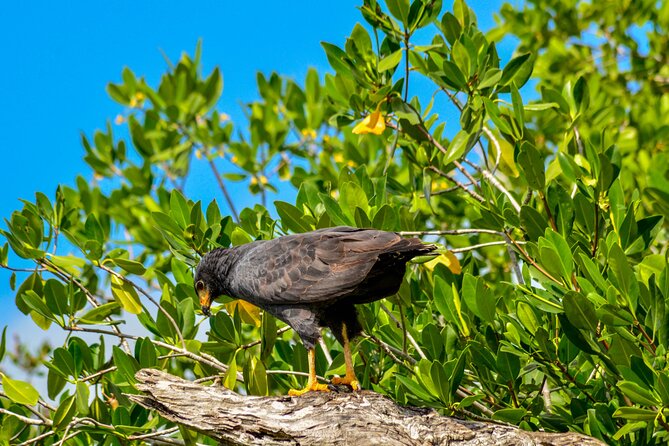 Nature tour by boat in the Natural Reserve in Río Lagartos - What’s Included and What You Should Prepare For
