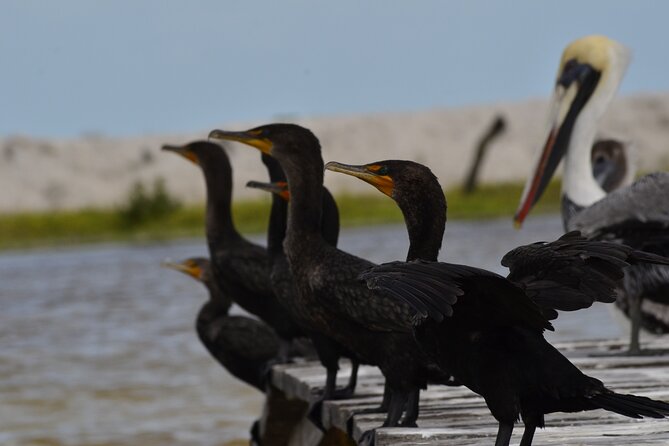 Nature tour by boat in the Natural Reserve in Río Lagartos - Logistics and Group Size Considerations