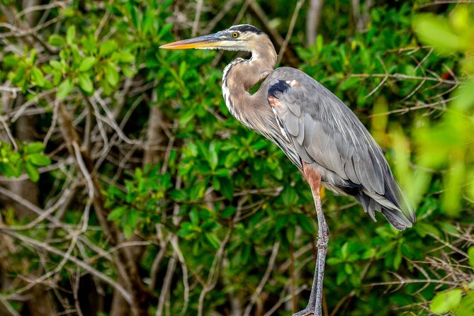 Nature tour by boat in the Natural Reserve in Río Lagartos - The Experience of the Guides and Educational Focus