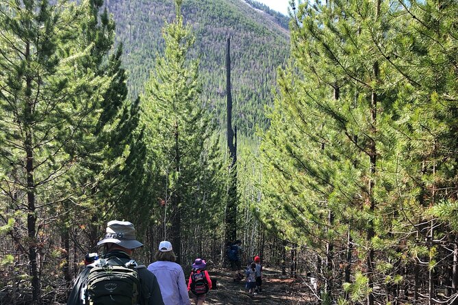 Nature Walk in Glacier National Park - Experience a Guided Nature Walk in Glacier National Park for $65