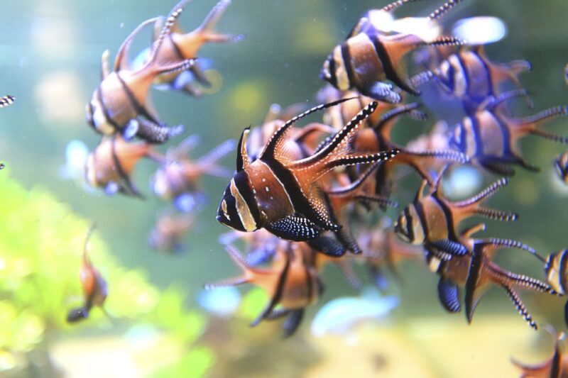 Nausicaá National Sea Center: Full-Day Entry Ticket - Nausicaá: A Marine Adventure Worth Every Euro