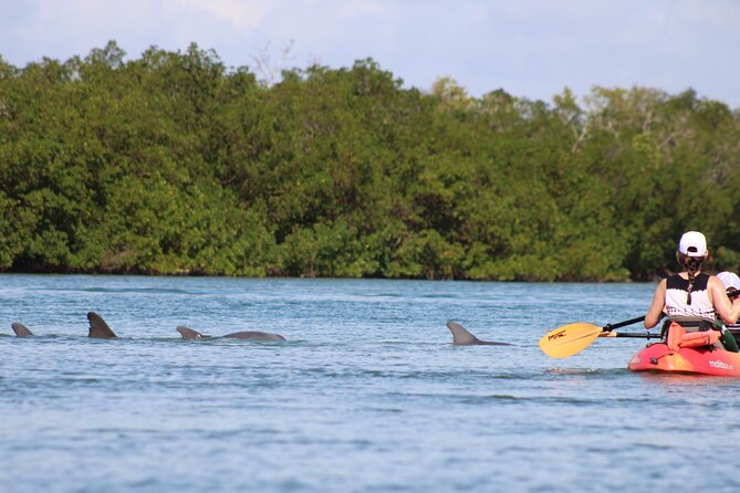 Nauti Exposures - Guided kayak tour through the Mangroves - Discover the Mangrove Ecosystem of Naples